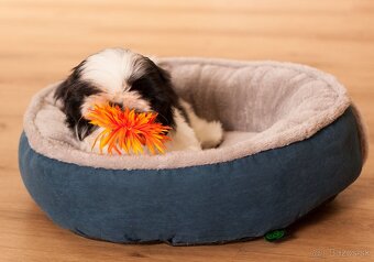 najmilšie Shih-Tzu šteniatka - 4