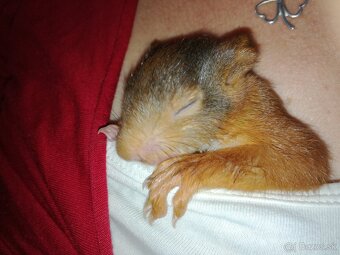 Veverička obyčajná - Sciurus vulgaris - 4