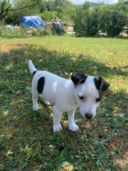 Jack russel - 4