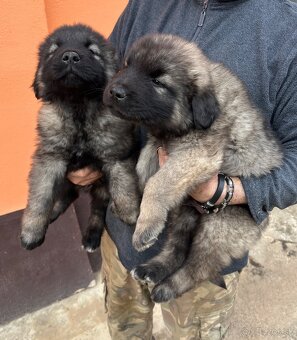 Šteniatko Kaukazský ovčiak - 4