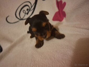 Predám fenku yorksir terier - 4