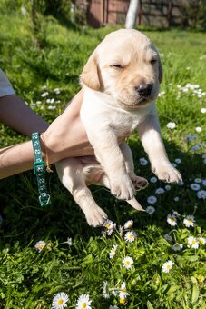 Labrador šteniatka - 4