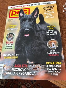 Skotský teriér - scottish terrier - 4