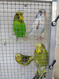 Výstavné Andulky - 4