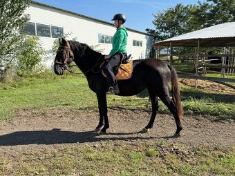 Predám Kladrubákov - 4