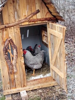 Násadové vaj. Oravka pásikavá - 4