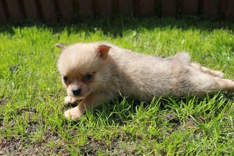pomeranian x civava - 4