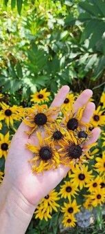 Sušená žltá rudbekia - 4