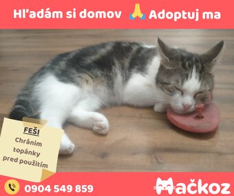 FEŠI - DARUJEM KOCURIKA / KOCÚRIK HLADÁ DOMOV - 4