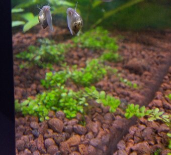 Darujem vodné slimáky do akvária - 4