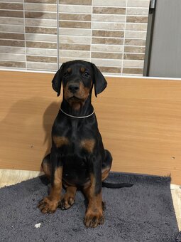 Doberman šteňa s FCI pôvodom - 4