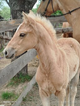 Azteca horse - 4