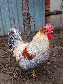 Zelené nasadove vajicka - 4