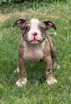 American bully - 4