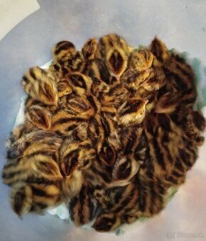 Prepelice - nasadové vajíčka - 4