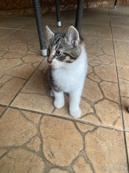 Darujem mačiatka - 4