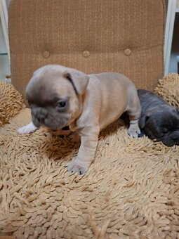 Francúzsky buldoček modrý - 4