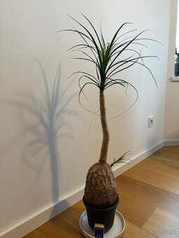 Beaucarnea- Slonia noha - 4