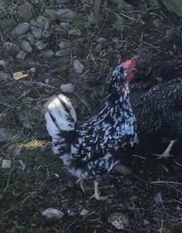 Leghorn - 4