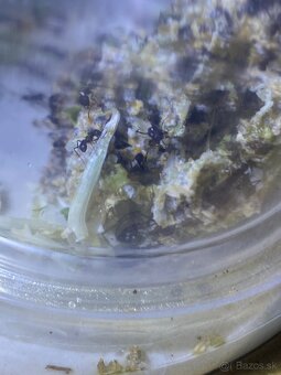 Acromyrmex lundii - 4