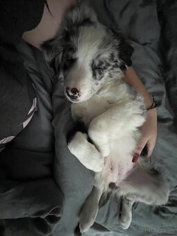 Border kólia - blue merle - 4