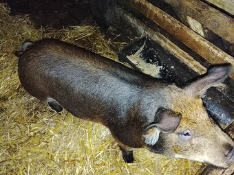 Durok X landrase - 4