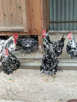 Predám násadové vajcia Vlaška - 4