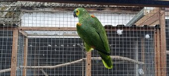 Amazonan modrocely - 4