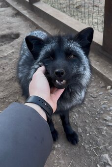 Líščatá - Líška - Líšky - 4
