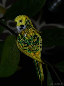 brosña papagáj - 4