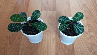 Euphorbia leuconeura - 4