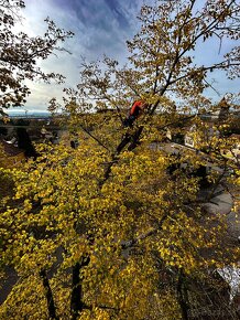 Výrub a ošetrovanie stromov - 4