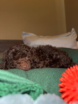 Predám šteniatko mini pudla - 4