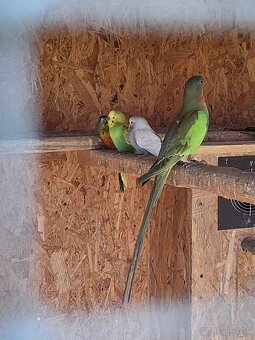 Predám vtáctvo rušíme chov - 4