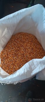 Jačmeň, kukuricu. - 4