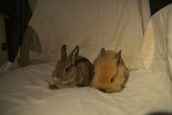 Predám zakrsleho kralička - 4