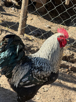 Ročné kohúty na predaj - 4