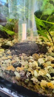 Akvarijne ryby - 4