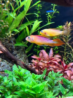 Apistogramma agasizi fire red - 4