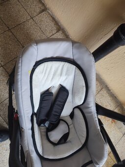 Camarelo malaga - 4