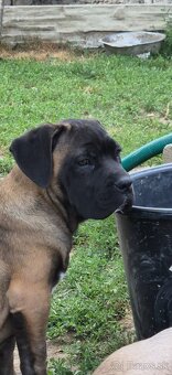Cane corso s PP - 4
