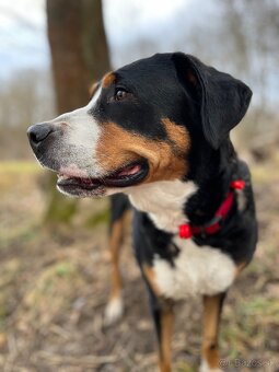 Velký švýcarský salašnický pes štěňata - 4