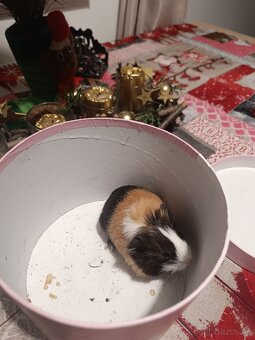 Morske prasiatko - 4