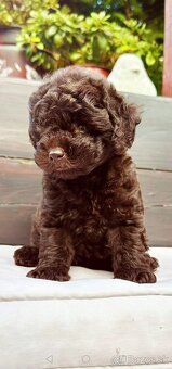 Pudel pudlik chocolate - 4