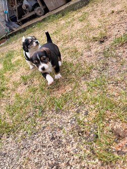 DARUJEM ŠTENIATKA - 4