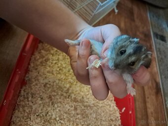 Predávam skrecka - 4