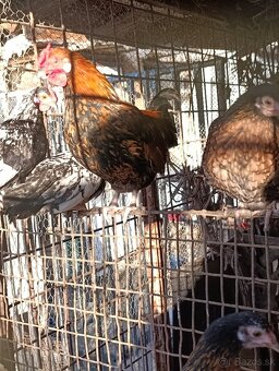 Kohúty- liliputky - 4