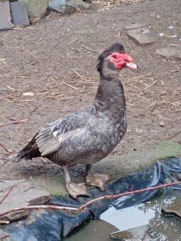 Pižmové kačice - 4