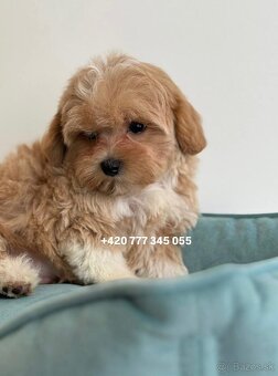 Maltipoo Caramel, pejsek – 1200€ - 4
