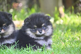 POMERANIAN - 4